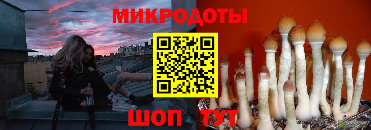 Галлюциногенные грибы Psilocybe Йошкар-Ола